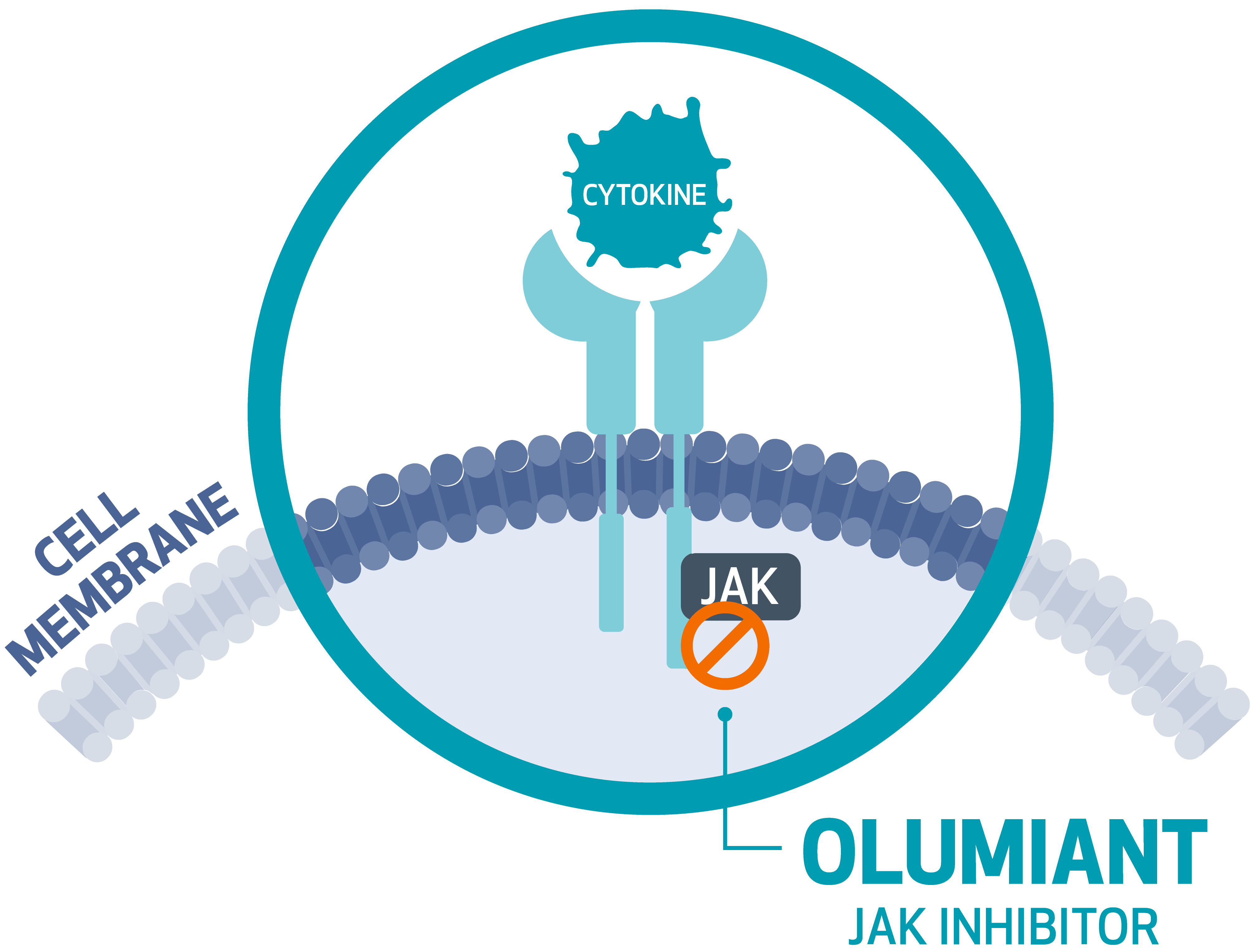 Figure of how Olumiant works as a Janus kinase (JAK) inhibitor