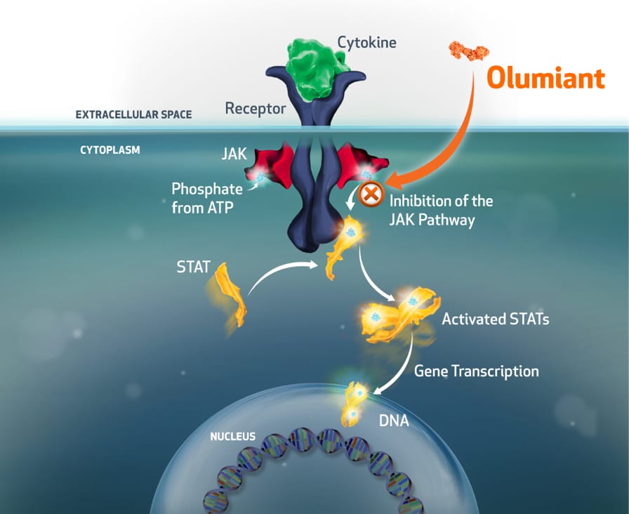 Mechanism of Action Image