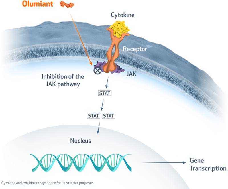 Olumiant mechanism of action